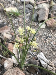 Toxicoscordion micranthum