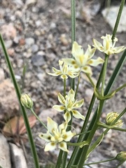 Toxicoscordion micranthum