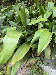 Aspidistra elatior