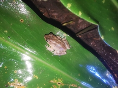 Leptodactylus ventrimaculatus