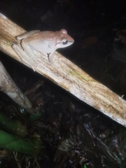 Pristimantis achatinus