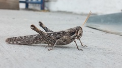Schistocerca nitens
