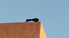 Quiscalus mexicanus