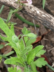 Papaver californicum