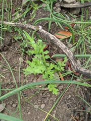 Papaver californicum