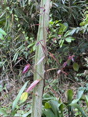 Triadica cochinchinensis