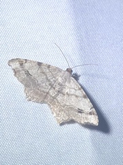 Macaria aequiferaria