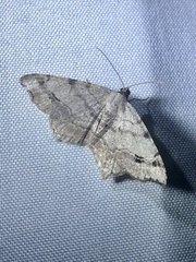 Macaria aequiferaria