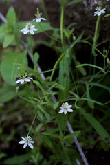 Meconella denticulata