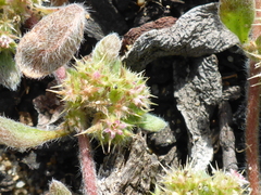 Chorizanthe cuspidata