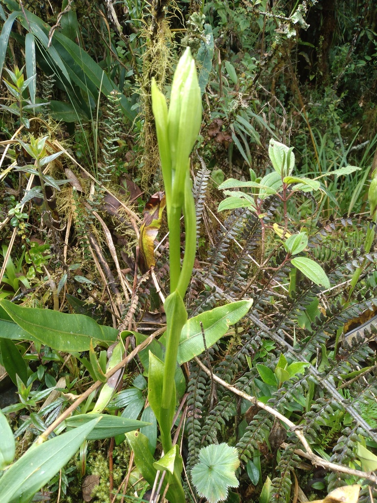 Gomphichis plantaginifolia