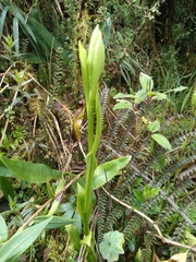 Gomphichis plantaginifolia