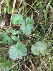 Alchemilla pectinata