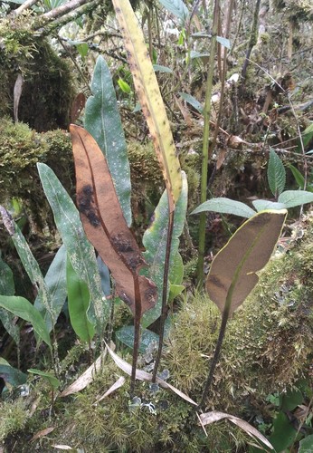 Elaphoglossum lingua