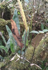 Elaphoglossum lingua