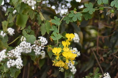 Tropaeolum peregrinum