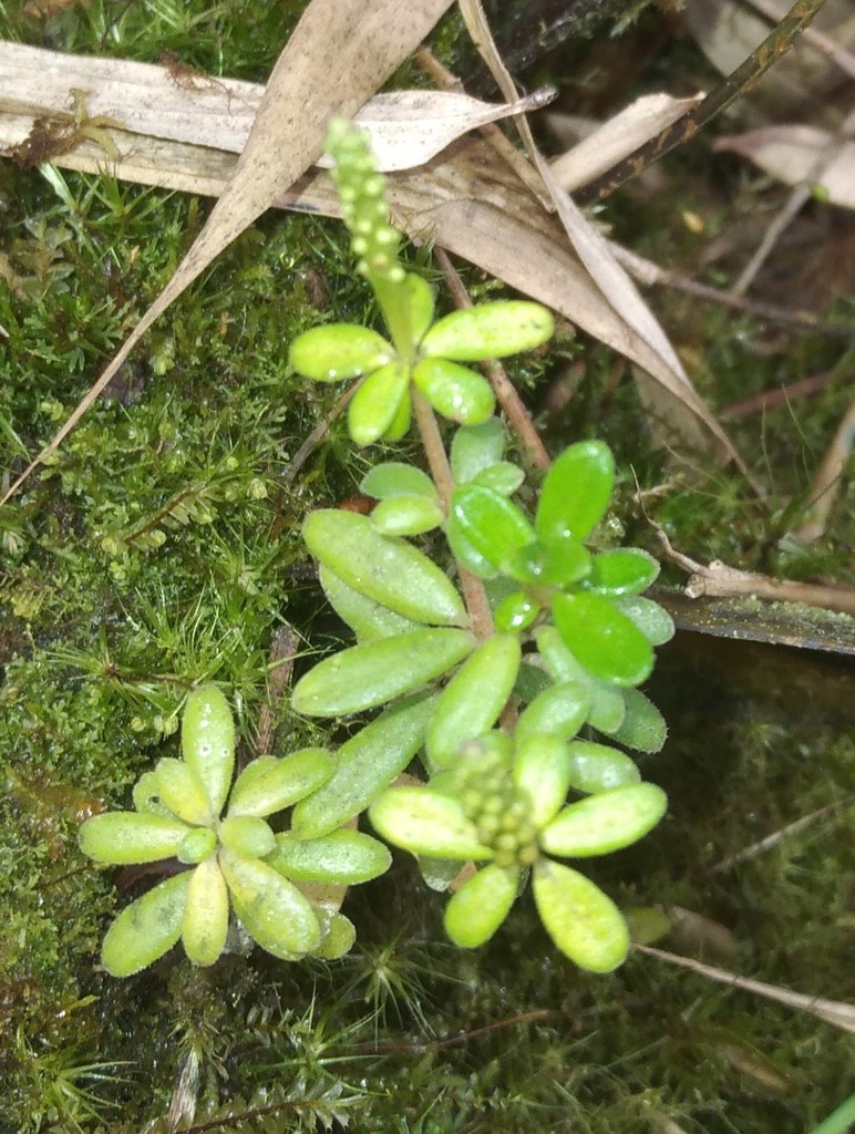 Peperomia silvarum