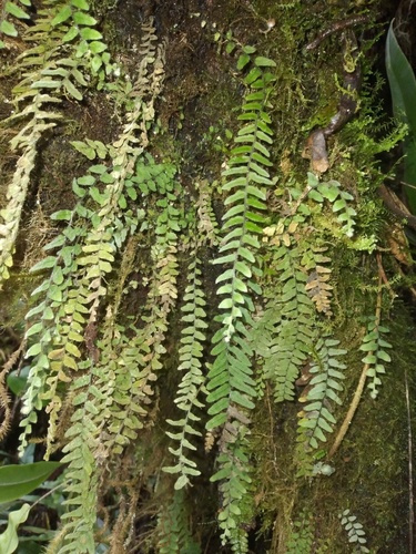 Alansmia laxa (Alansmia laxa)