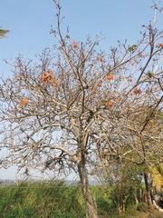 Cordia dodecandra