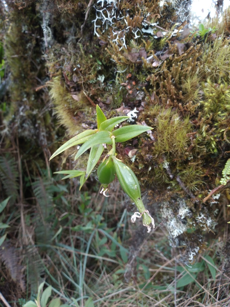 Epidendrum chaparense