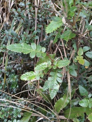 Weinmannia lyrata