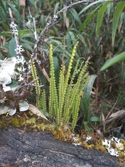 Melpomene moniliformis