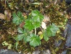 Alchemilla aphanoides