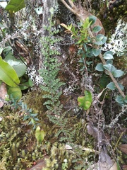 Jamesonia cheilanthoides