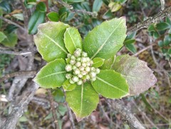 Baccharis buchtienii