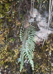 Ascogrammitis anfractuosa