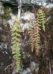 Woodsia montevidensis