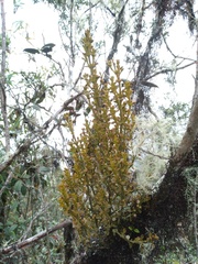 Dendrophthora pearcei