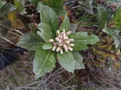 Baccharis buchtienii