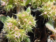 Chorizanthe cuspidata