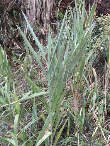 Chusquea laegaardii