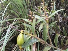 Epidendrum bangii