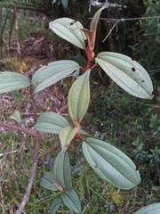 Miconia flavescens