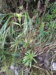 Gentianella chrysantha