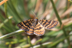 Epelis truncataria