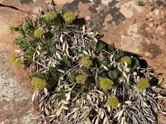 Lomatium latilobum
