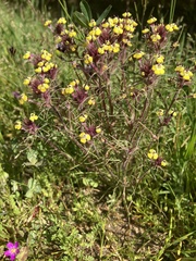 Triphysaria eriantha