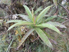 Dendrophorbium longilinguae