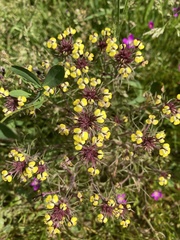 Triphysaria eriantha