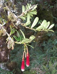 Siphonandra elliptica