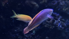 Cirrhilabrus lineatus