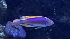 Cirrhilabrus lineatus