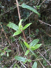 Pentacalia