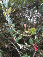 Thibaudia macrocalyx