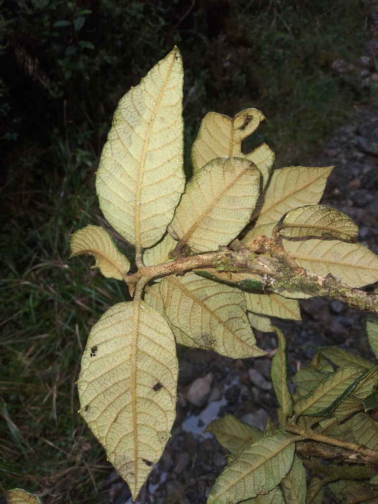Clethra ferruginea (Clethra ferruginea)