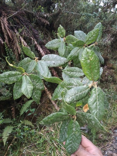 Clethra ferruginea (Clethra ferruginea)